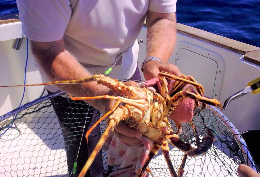 Captura de langosta