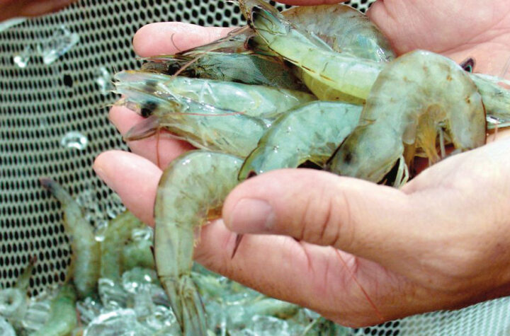 Camarón con COVID-19