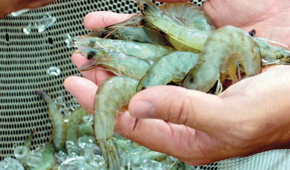 Camarón con COVID-19