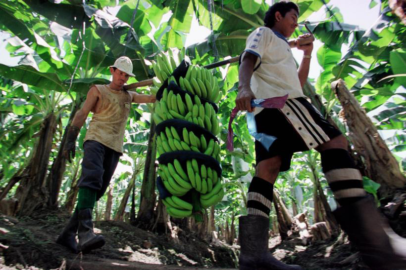 El sector bananero