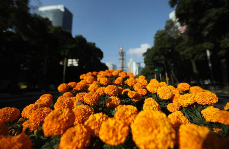 Flores de cempasúchil embellecen la capital