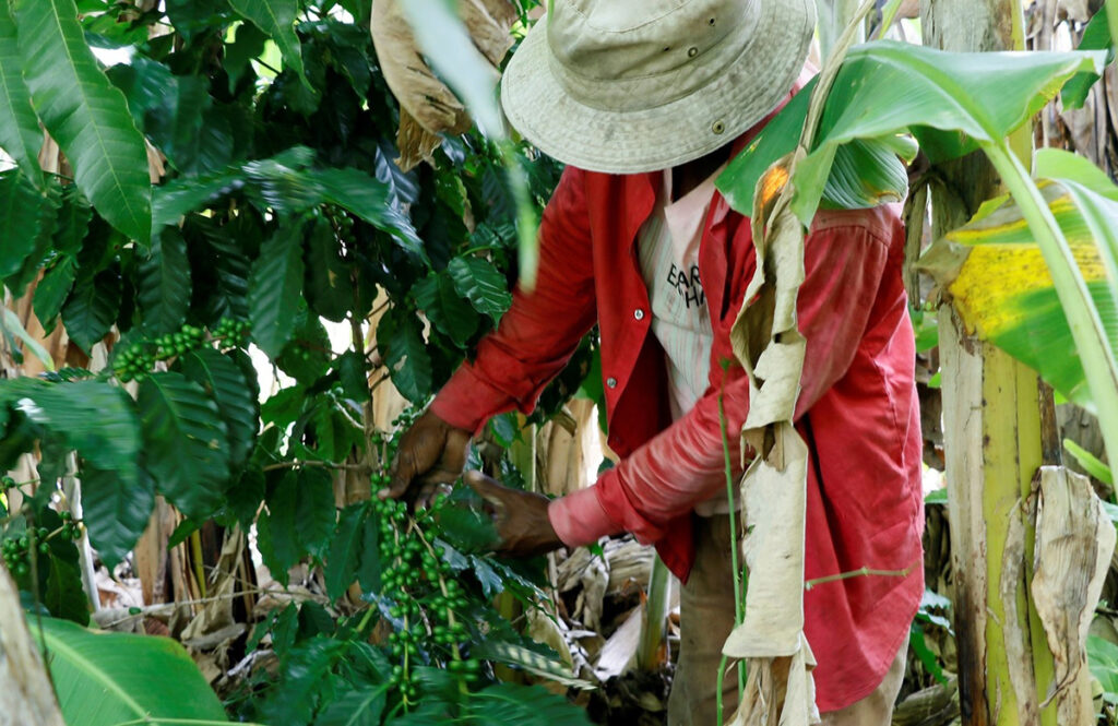 Exportación de café hondureño bajan