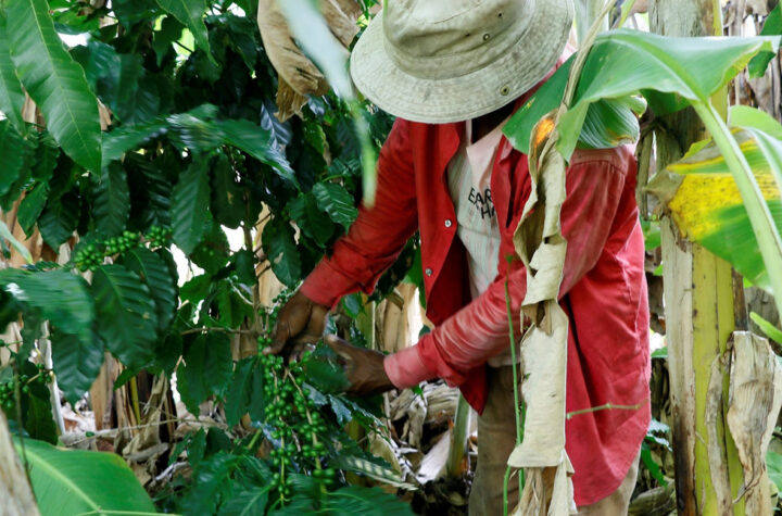 Exportación de café hondureño bajan