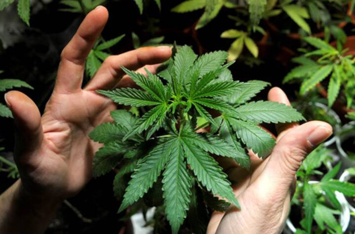 Reglamento de la marihuana