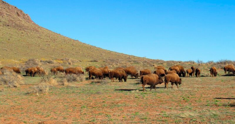 Los búfalos recuperan su dominio natural