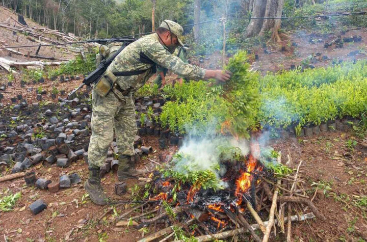 Plantío de cocaína