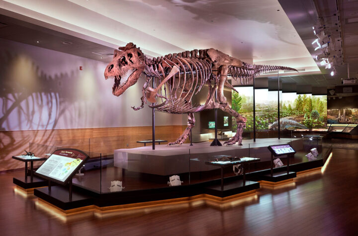 Explore el mundo del Tyrannosaurus rex