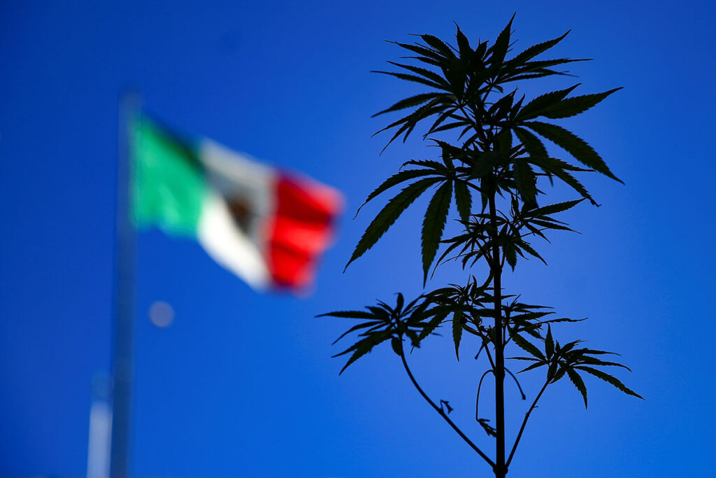 México cerca de aprobar consumo de la marihuana