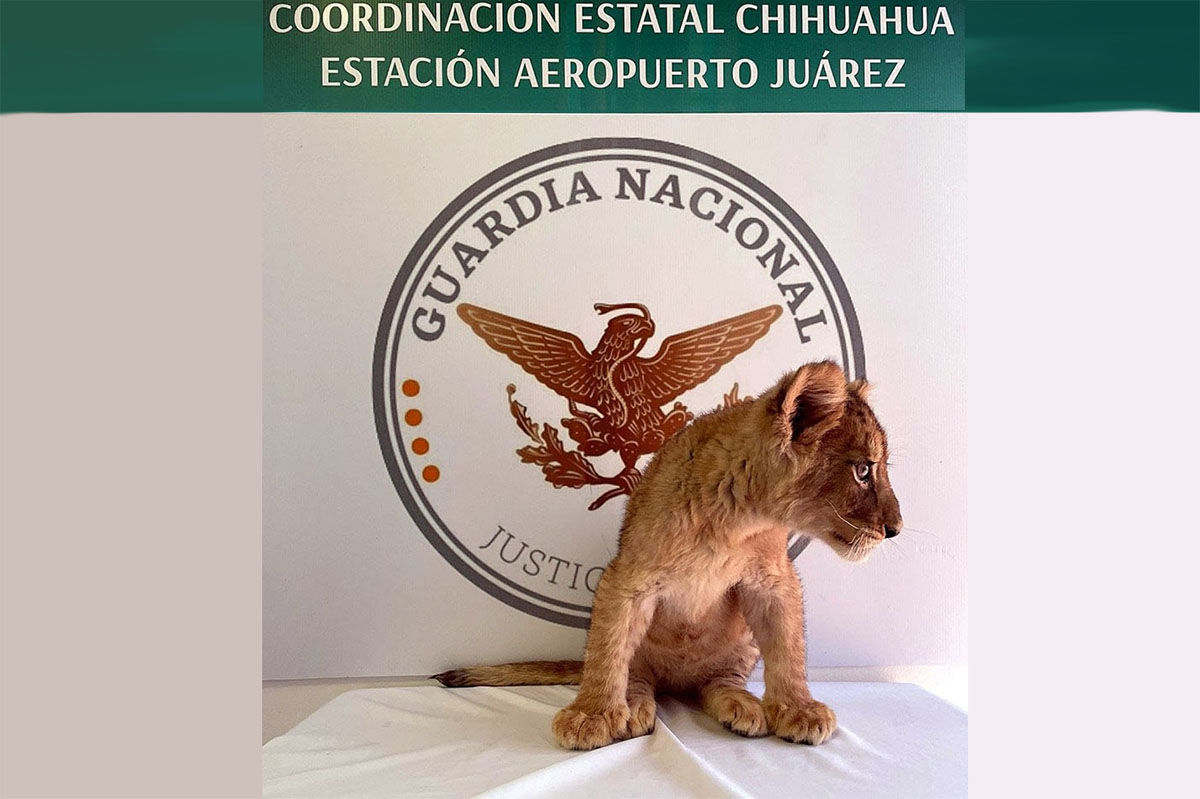 Decomisan cachorra de león africano en Juárez