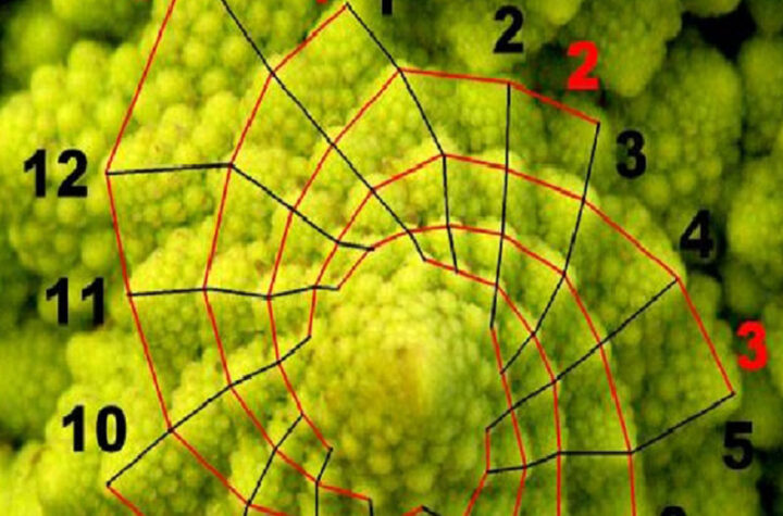 La exhibición Los números en la naturaleza