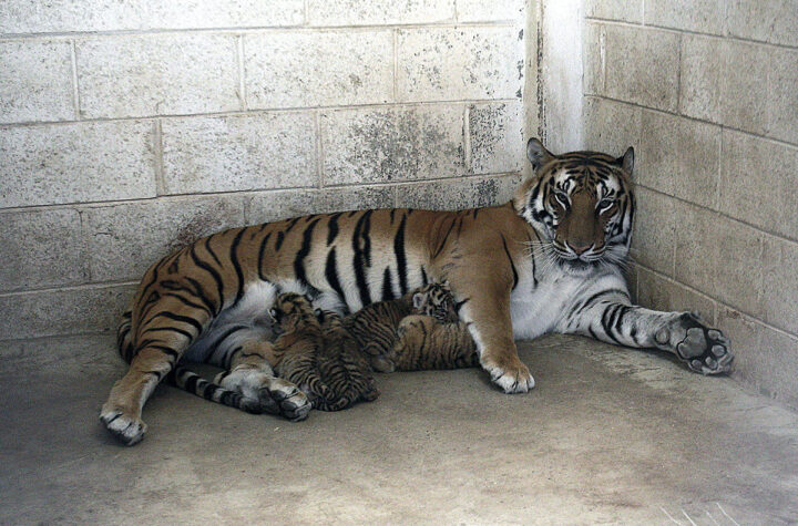 Nacimiento de tigres de bengala
