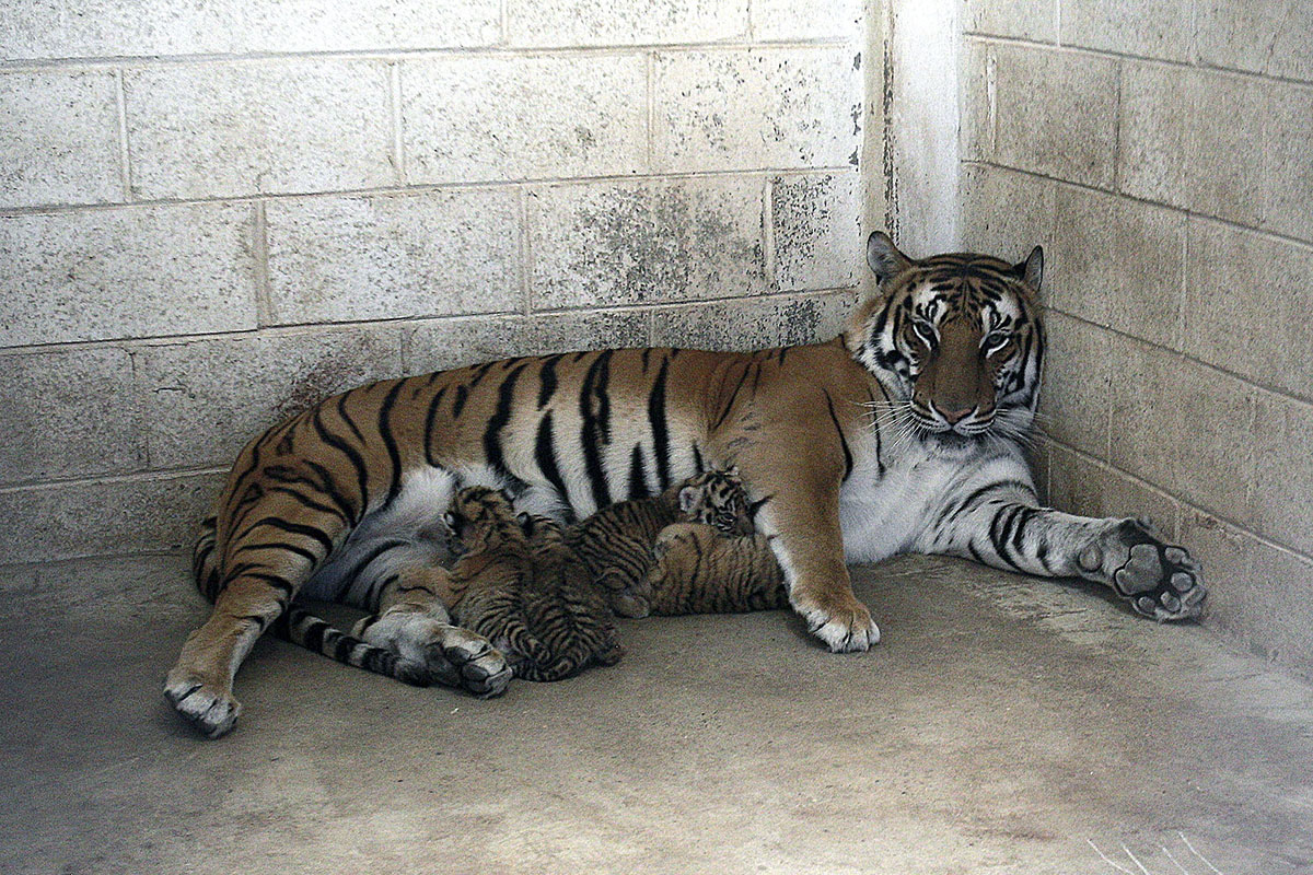 Nacimiento de tigres de bengala