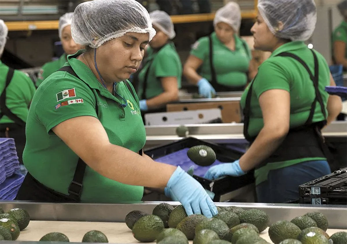 Exportar aguacates