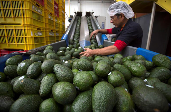 Reanudan importaciones de aguacates mexicanos
