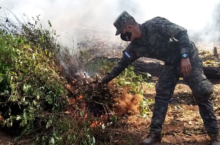 Destruyen plantaciones ilegales