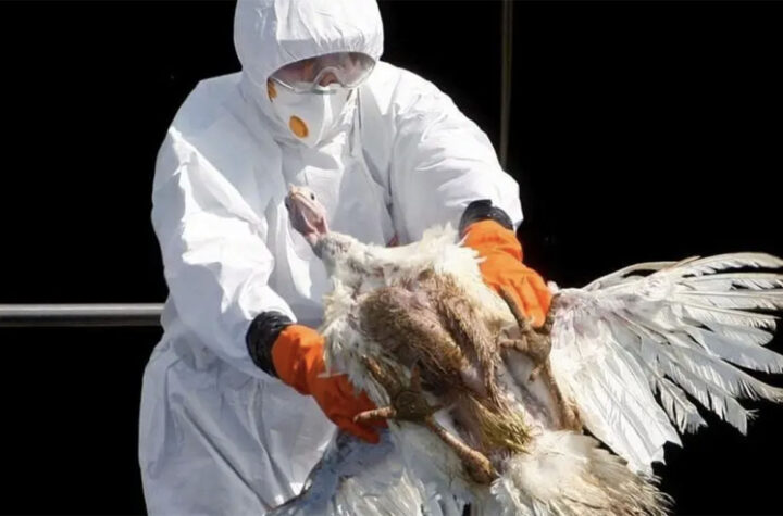 Detectan en Colorado gripe aviar en un hombre