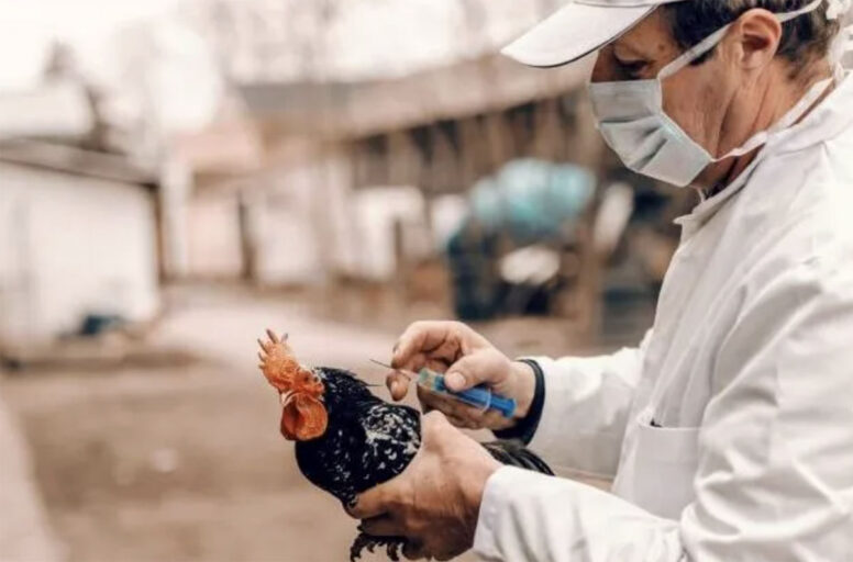 Detectan en Colorado gripe aviar en un hombre