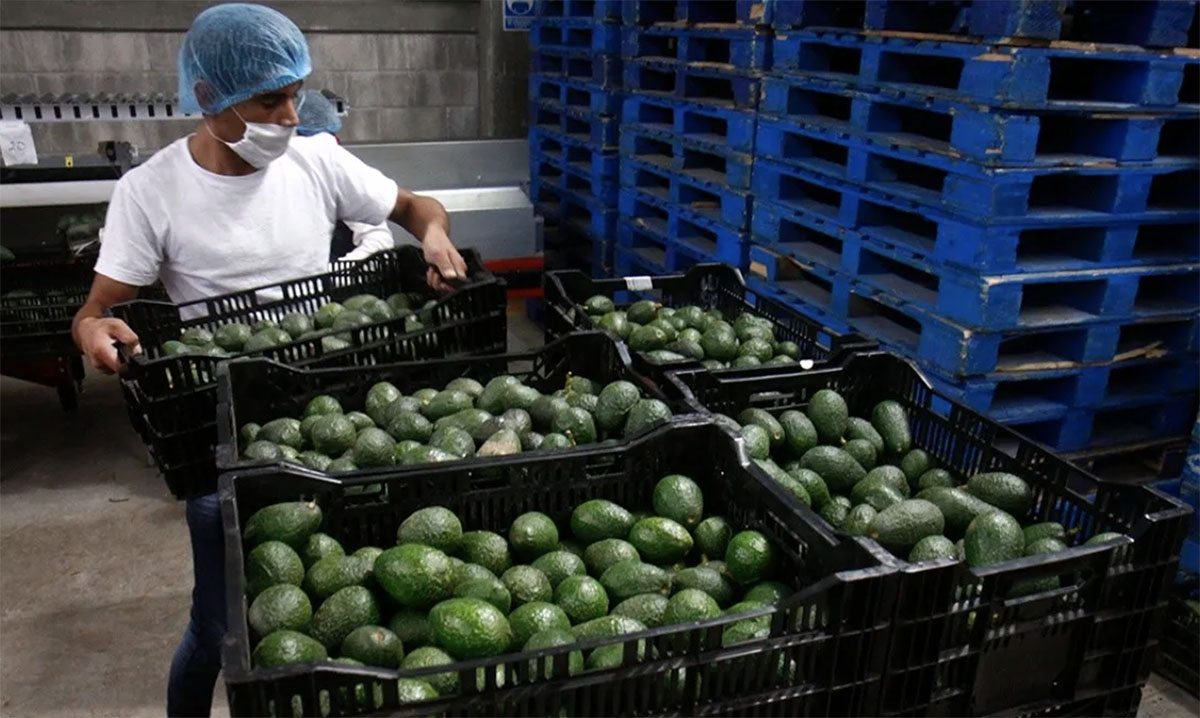 Aguacates de Jalisco ingresarán a EEUU