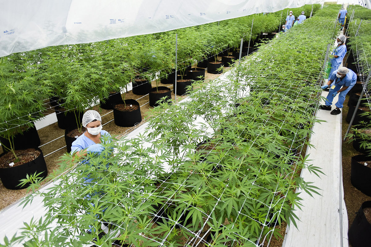 Exportación de cannabis