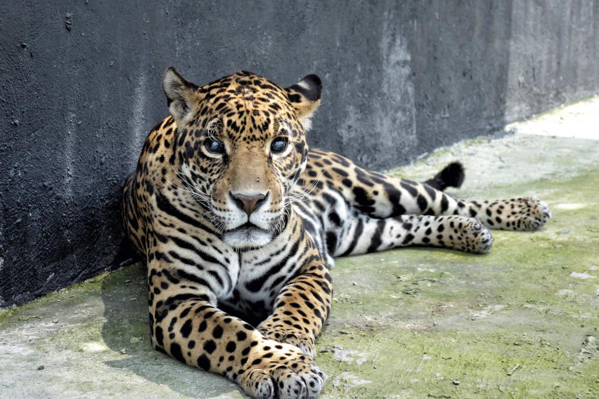 Felinos maltratados en reserva
