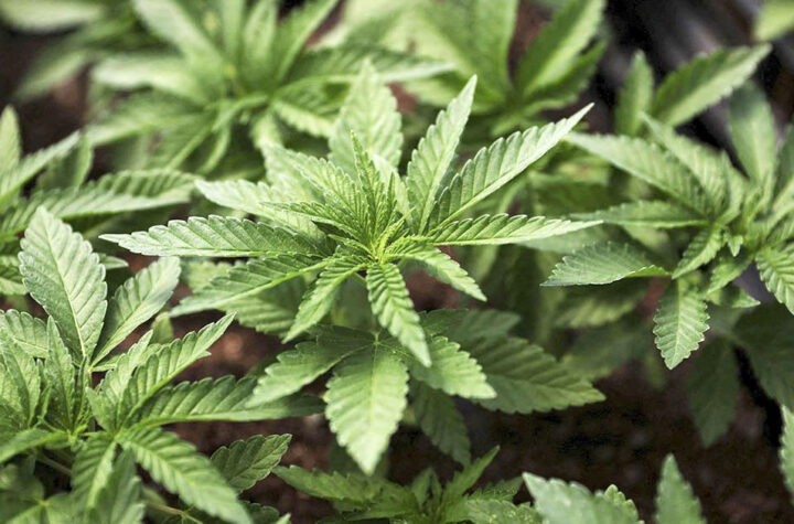 Perdonarán condenados por posesión de marihuana