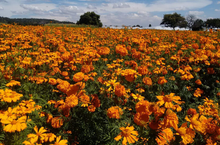 Crece producción de cempasúchil