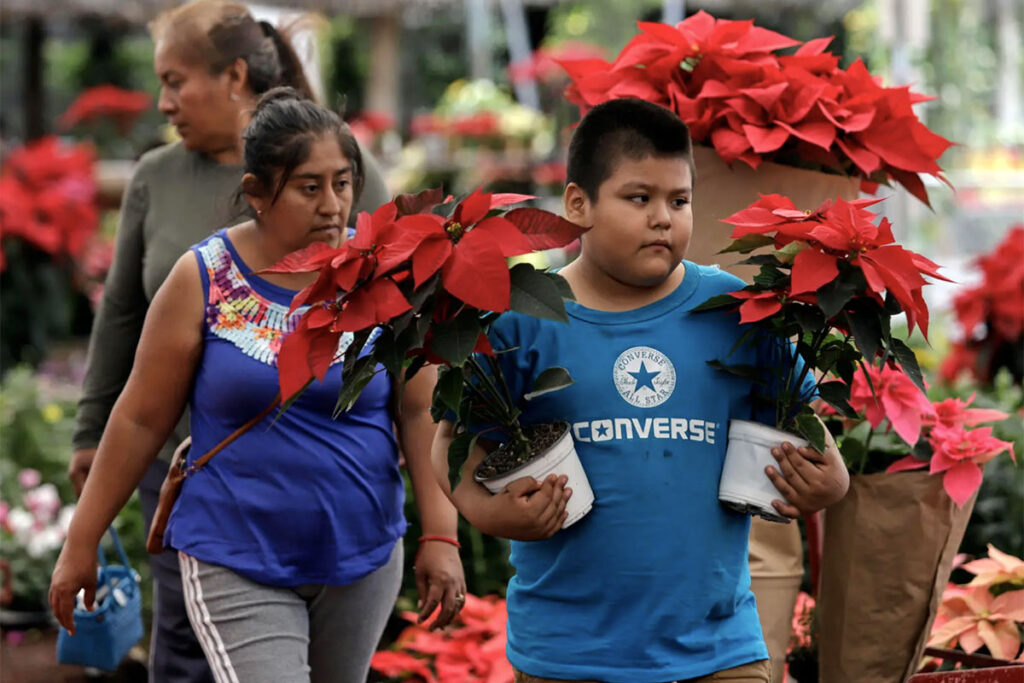 Cosecha flor de Nochebuena