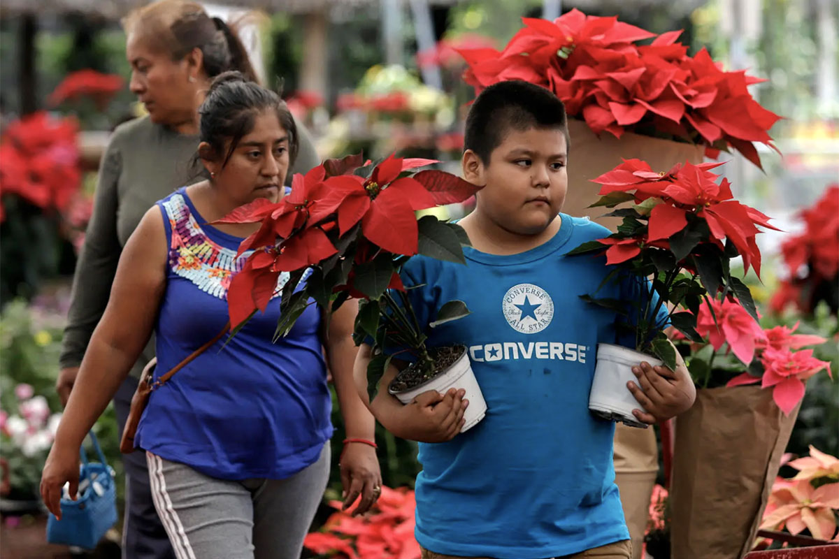 Cosecha flor de Nochebuena