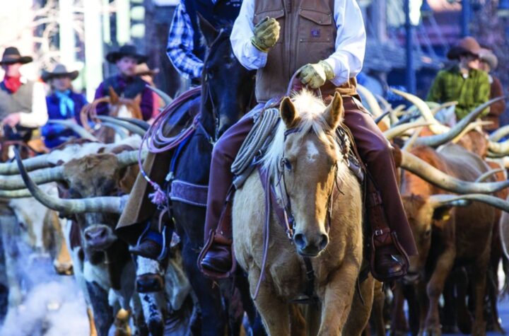 It’s Stock Show time