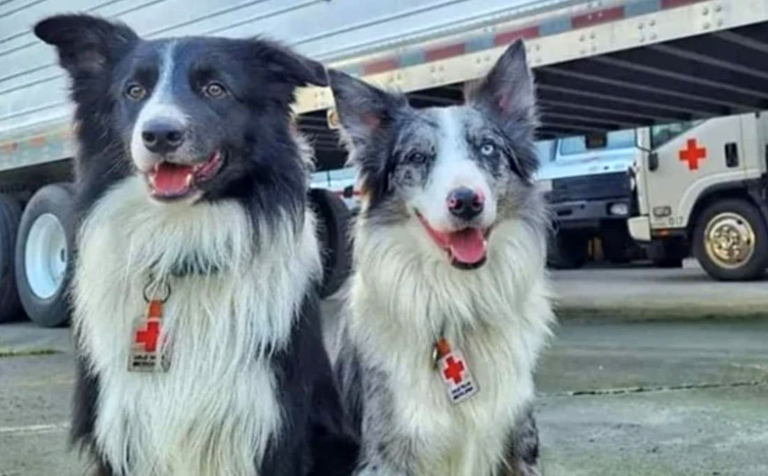 Perros rescatistas