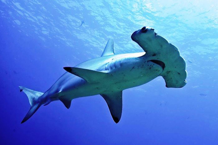 Protegen tiburón martillo