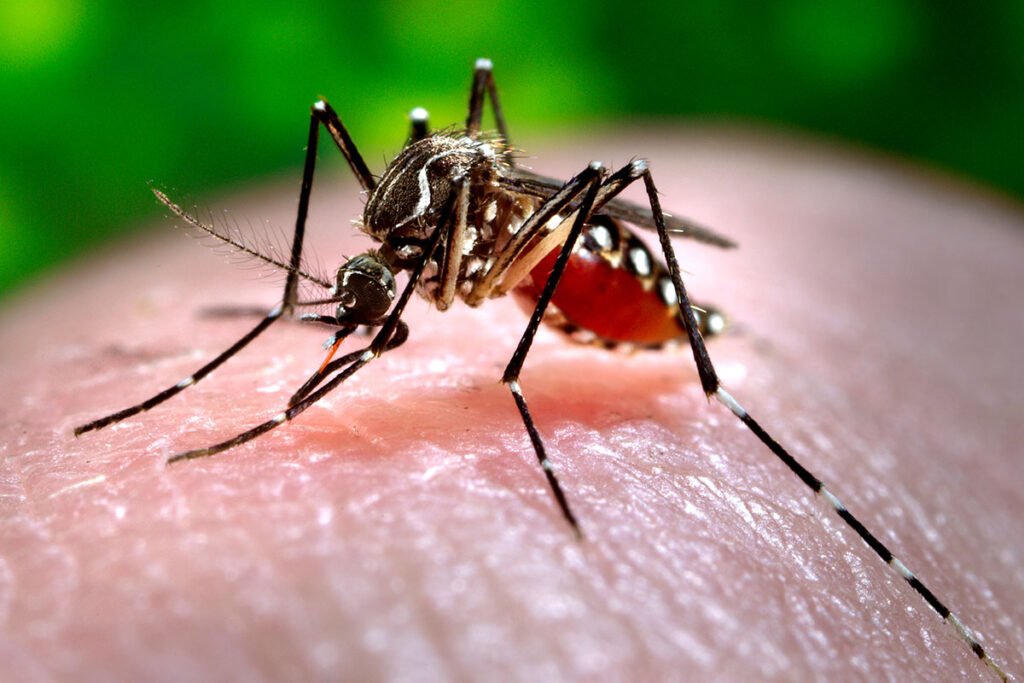 OMS alerta sobre los virus de chikunguña y zika