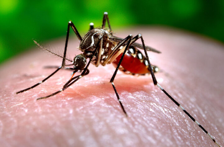 OMS alerta sobre los virus de chikunguña y zika