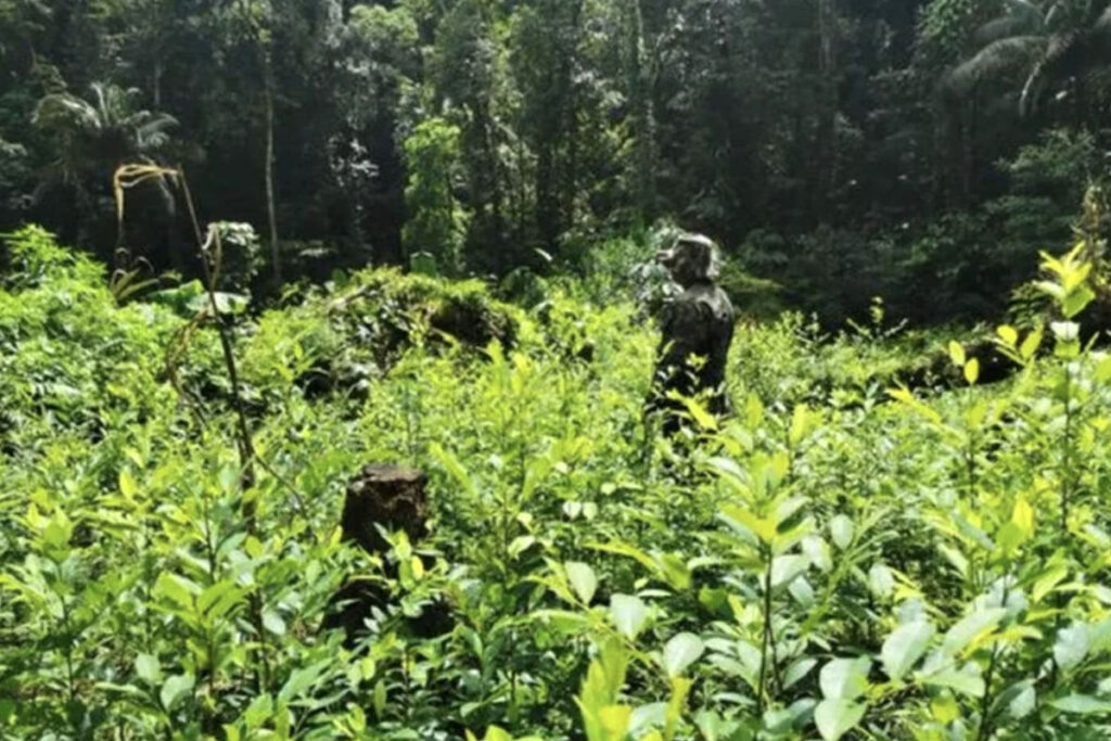 Decomisa arbustos de coca