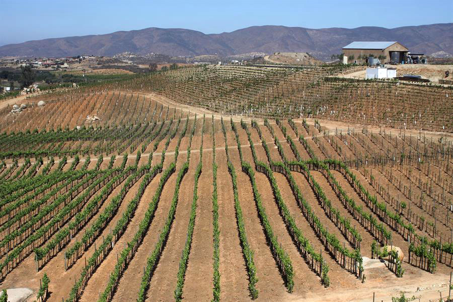 Aumenta producción de vinos