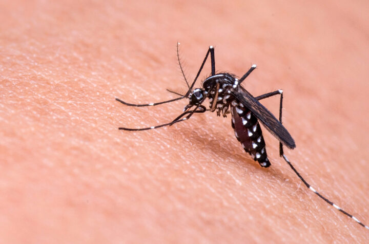 Alerta por casos de transmisión local de malaria