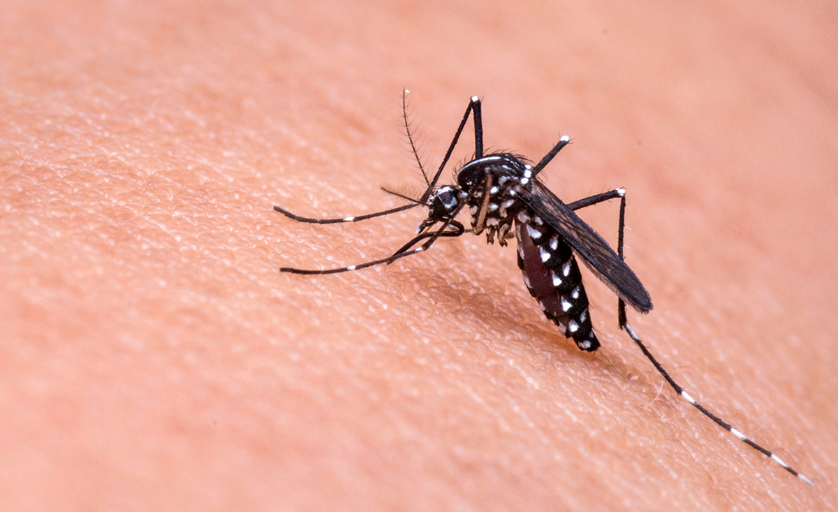 Alerta por casos de transmisión local de malaria
