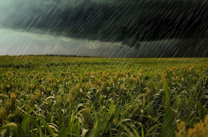 Estimulan lluvias para beneficiar agricultura