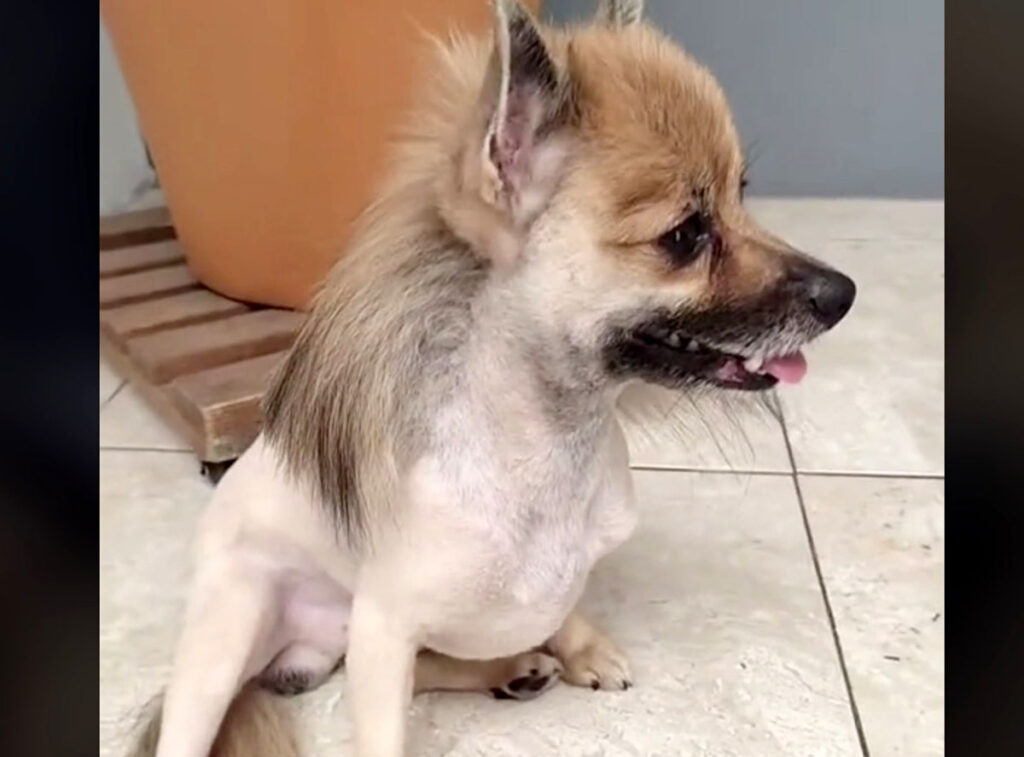 La fiebre de los “Perro Pluma”