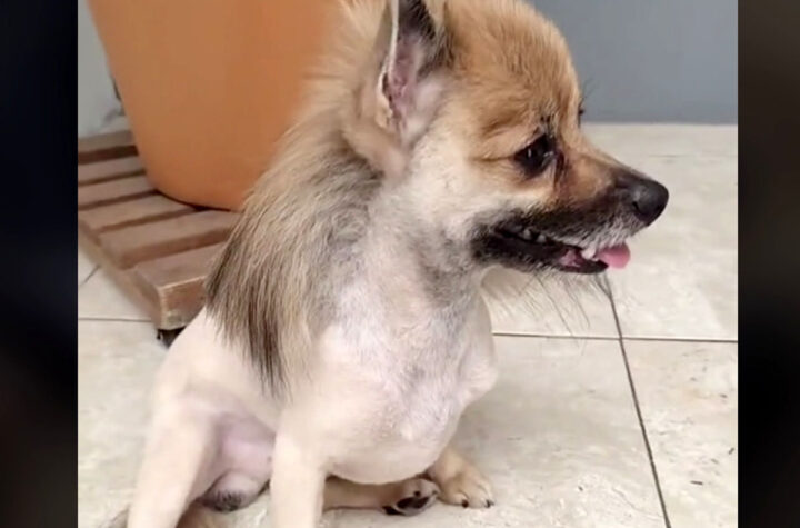 La fiebre de los “Perro Pluma”