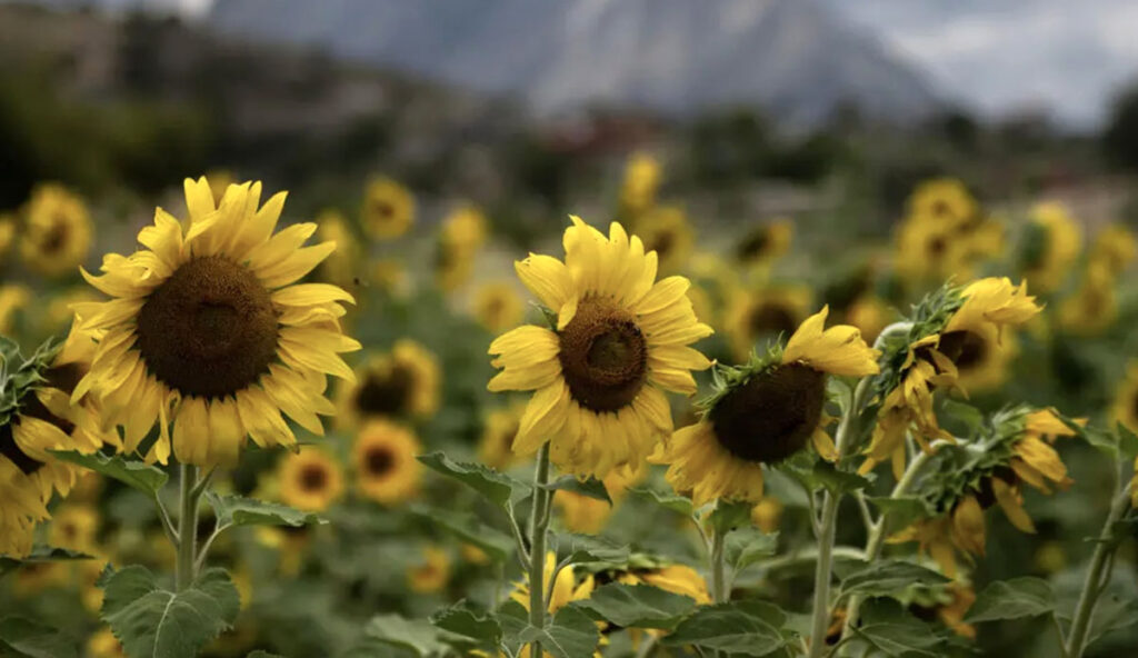 Turismo con girasoles