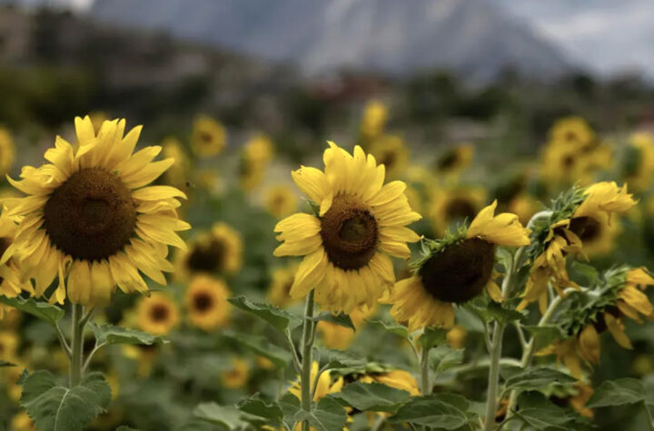 Turismo con girasoles