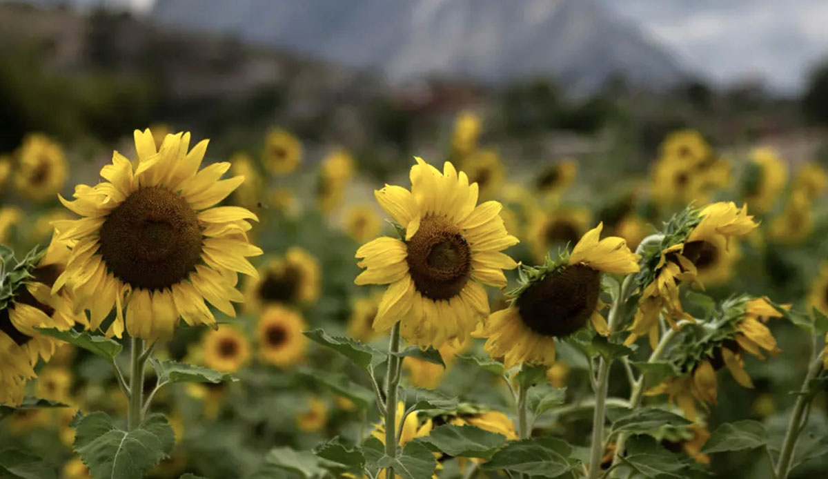 Turismo con girasoles