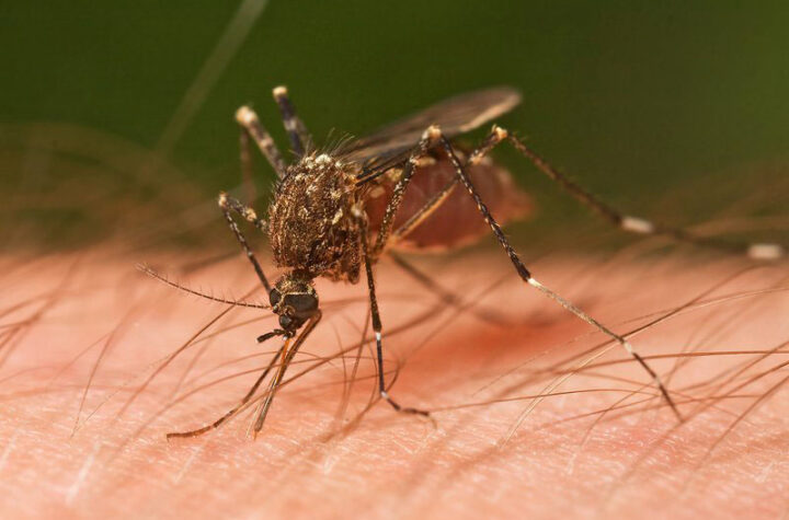 Suben casos de malaria