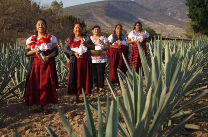 Oaxacan Mezcalero Masters arrive at “Amor a la Mexicana” Maestros mezcaleros oaxaqueños llegan a “Amor a la Mexicana”