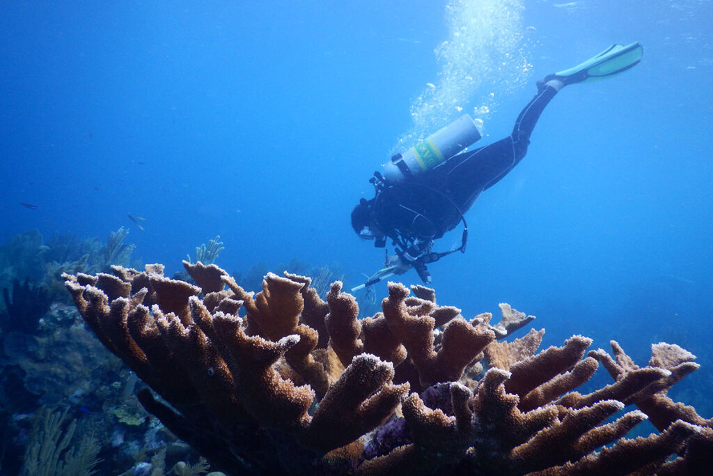 Recepción de carbono