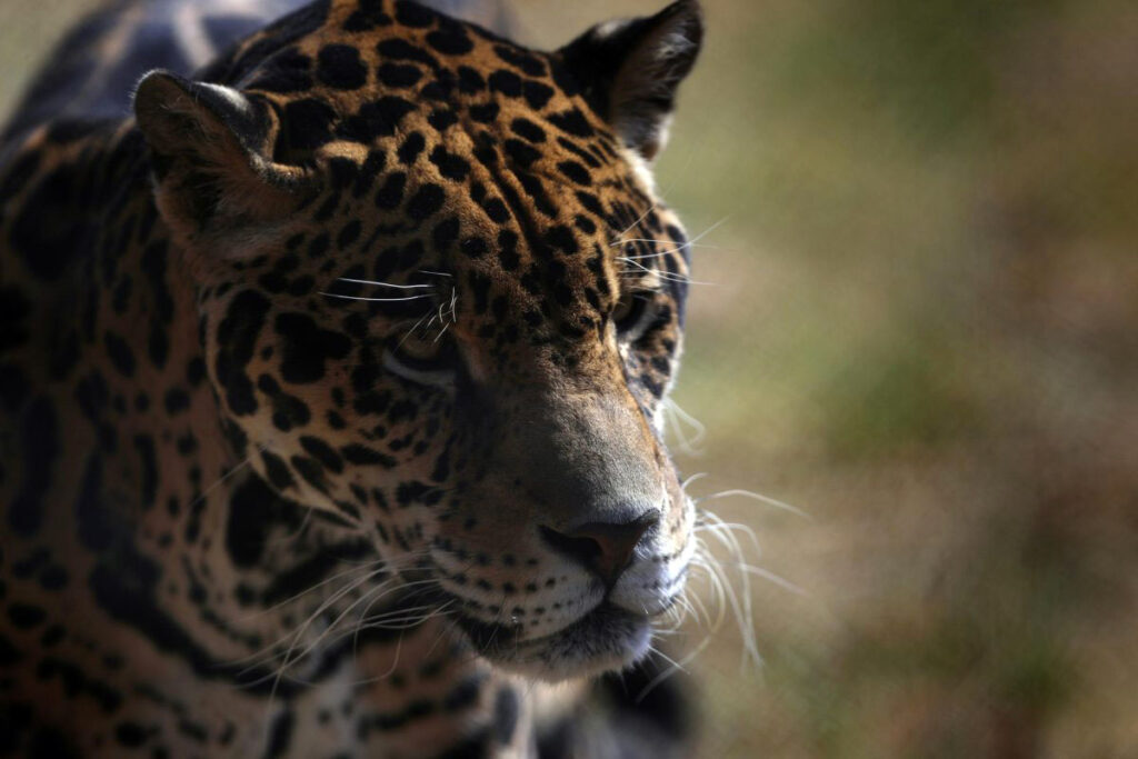 Aumento de jaguares