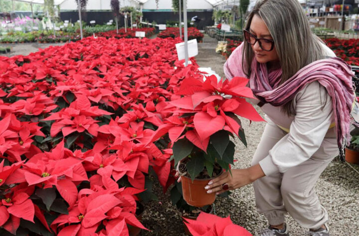 Alegría en los hogares