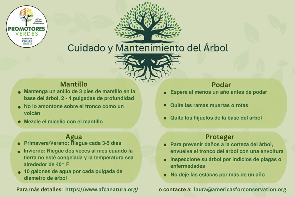 Consejos para mantener árboles en el invierno
