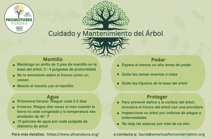 Consejos para mantener árboles en el invierno